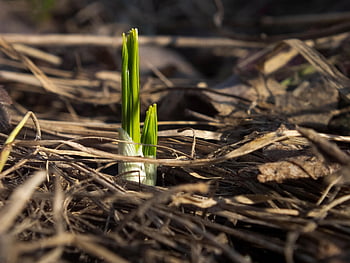 Hyacinth, anlegg, spire, drue hyacint, muscari, vår, natur