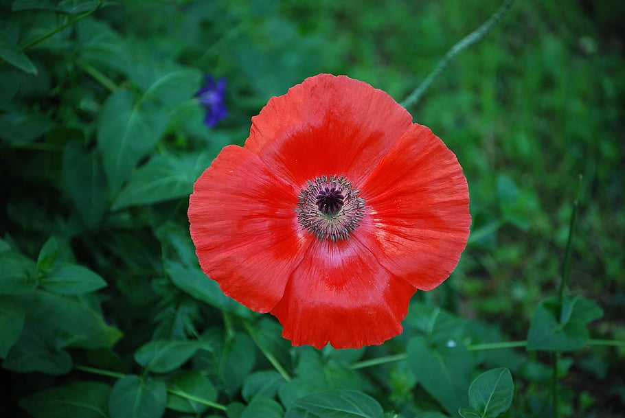 poppy, flower, red Poppy, flower Wallpaper, beautiful Flowers, red Flower, petals, red Petals, leaves, flower Background, bloom