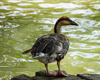 greylag goose, pták, rybník, greylag, šedá husa, jezero, anatidae, vodní ptáci, vodní pták, voda, peří