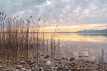 jezero, břeh řeky, trávy, západ slunce, mraky, nebe, Příroda, krajina, venku, večerní atmosféru, Chiemsee