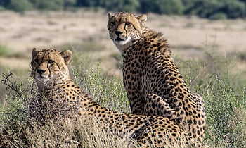 cheetah, animals, safari, wildlife, mammals, big Cats, wild Animals, predators, carnivores, wildcats, dangerous