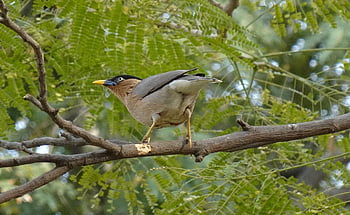 bird, nature, myna, mynah, brahminy Myna, starling, brahminy Starling, sturnia Pagodarum, rajasthan, india