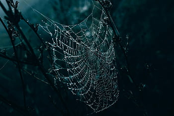 ragnatela, goccioline, gocce di pioggia, bella carta da parati, sfondo, sfondi desktop, carta da parati full hd, gocce d'acqua, carta da parati hd, carta da parati mac, dopo la pioggia