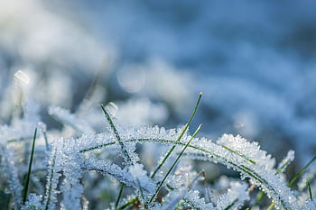 ice Crystals, frost, frozen, cold, ice Cream, crystals, hoarfrost, crystal Formation, icy, winter, winter Impressions