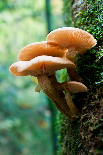 białe grzyby, fotografia szczegółowa, Drzewo pokryte mchem, grzyby leśne, Szczegółowe zbliżenie, Forest Grzyby, grzyby drzewne, fotografia przyrodnicza, czapki grzybowe, flora leśna