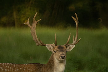 brun hjorte, Majestætisk hjort, imponerende gevirer, tæt skov, dyreliv fotografering, natur scene, hjorte gevirer, skovdyr, vilde hjorte, udendørs dyreliv, naturlige omgivelser