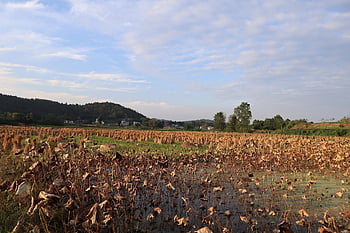 pole, Natura, wiejski, na dworze, drzewa, Zakończenie, 藕叶, 风景