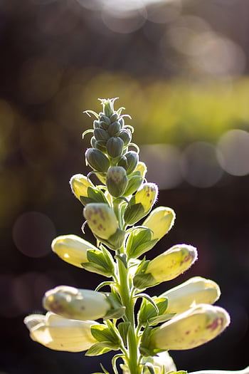 delphinium, flower Background, flower Buds, larkspur, flowers, bloom, beautiful Flowers, blossom, flower Wallpaper, plant, garden