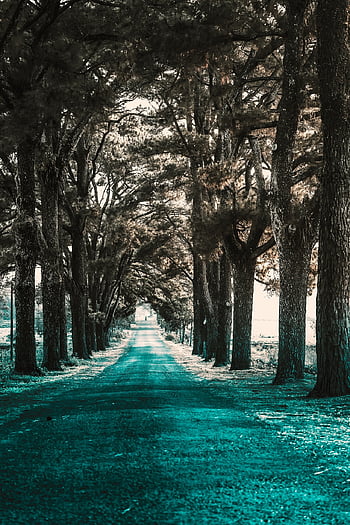 nature, road, blue, landscape, field, trees, travel, the Gap, roadtrip, asphalt, wind