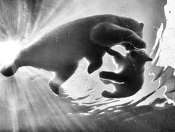 famiglia di orsi polari, colpo subacqueo, bianco e nero, orsi polari che nuotano, nuoto grazioso, fauna sottomarina, cuccioli di orso polare, fotografia della vita marina, animali artici, fotografia subacquea, arte della fauna selvatica