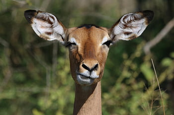 impala, Kruger Park, South Africa, close-up, eye-catching details, brown and white deer, grass, wildlife photography, animal portrait, nature photography, antelope