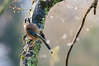 eurasian Jay, bird, branch, perched, garrulus Glandarius, animal, wildlife, wild Bird, feathers, plumage, lichen