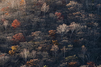 dağ, gün batımı, orman, sonbahar, peyzaj, doğa, autum