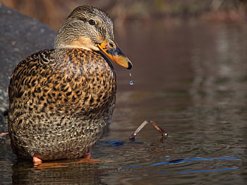 Habitat air bebek, paruh, burung, merapatkan, tetesan, bulu, danau, alam, kolam, renang, liar