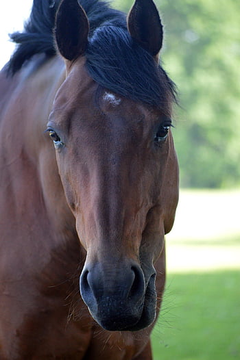 Pferd, Tier, Pferdekopf, Hengst, braun, draußen, Weide, pferdeportrait, Natur, Kupplung, Säugetier