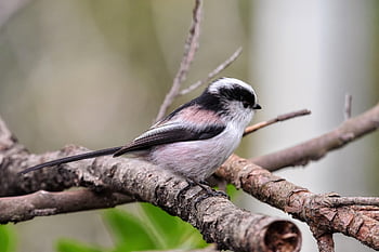 animal, forest, nature, wood, bird, wild Bird, energy Guide, fluffy, season, winter, natural