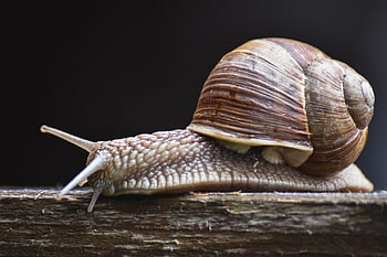 snail, shell, mollusk, gastropid, snail Shell, animal, animal World, probe, mucus, casing, crawl