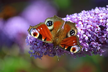 butterfly, peacock Butterfly, close Up, blossom, bloom, insect, wildlife, animal, wing, macro, nature