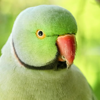 Parakeet zeleného prstenu, detailní fotografie, živé peří, Indian RingNeck Parakeet, Podrobný portrét, zelený papoušek, fotografování ptáků, prsten-krk papoušek, Parakeet detail, zelený pták, Portrét Parakeet