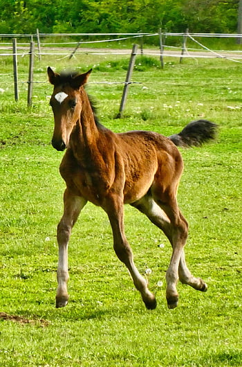 foal, horse, galloping, galloping Horse, pasture, paddock, field, nature, ranch, farm, running