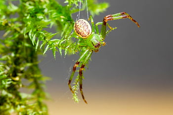 クモ、 緑のカニのクモ、 クモの巣、 ウェブ、 オーブ、 ウィーバー、 昆虫、 バグ、 くも膜恐怖症、 自然、 野生動物