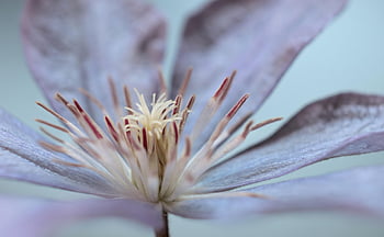 clematis, flower, climber Plant, petals, rubber Stamp, stamen, blossom, bloom, nature, close Up