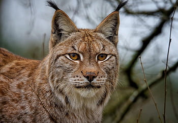 Luchs, Eurasischer Luchs, Europäischer Luchs, wilde Katze, katzenartig, Säugetier, Jäger, Raubtier, große Katze, Tierwelt, Fleischfresser