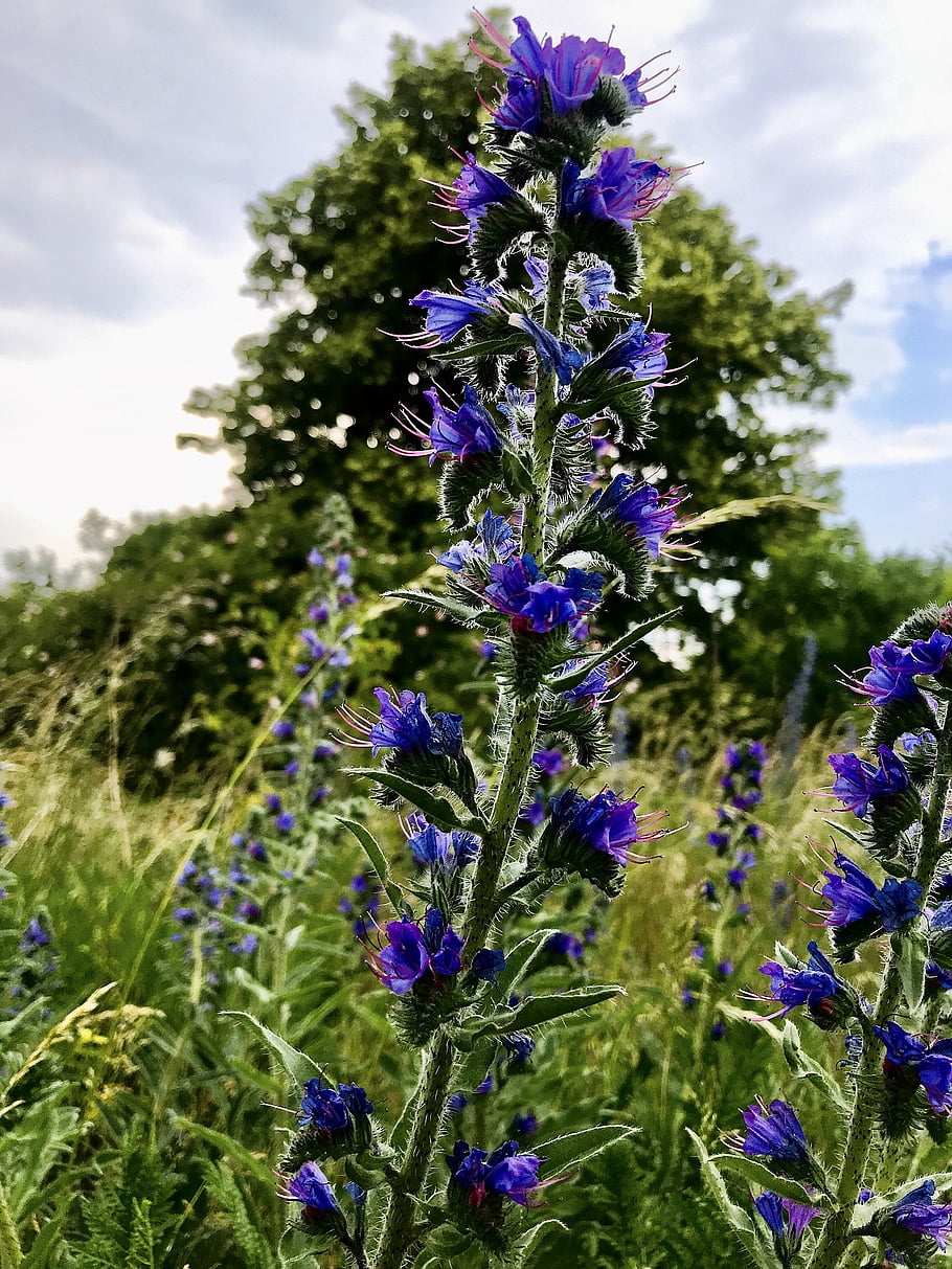 květ, krásné květiny, hadí hlava, Modrá hadí hlava, květinové pozadí, obyčejný natternkopf, borage rodina, divoká rostlina, květinové tapety, Příroda, suché rostliny