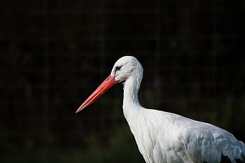 stork, bird, nature, ciconia Ciconia, white Feathers, ornithology, stork Background, stork Wallpaper, big Bird, black Wing Edges
