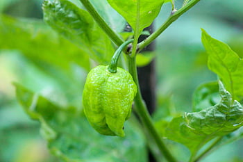 chili Pepper, ghost Pepper, bhut Jolokia, king Chill, pepper, chili