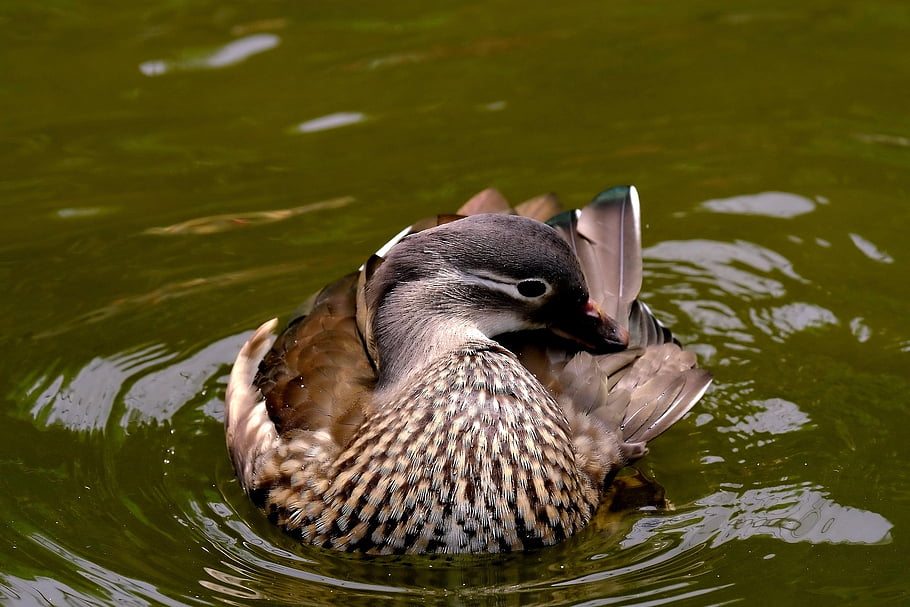 pták, Sunda Teal, ornitologie, druh, fauna, ptačí, zvíře, zobák, volně žijících živočichů, Příroda, kachna
