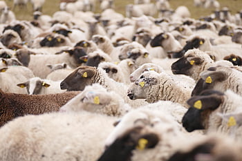 sheeps, animals, mammals, live Stock, domestic Sheep, ruminant, ungulate, landscape, nature