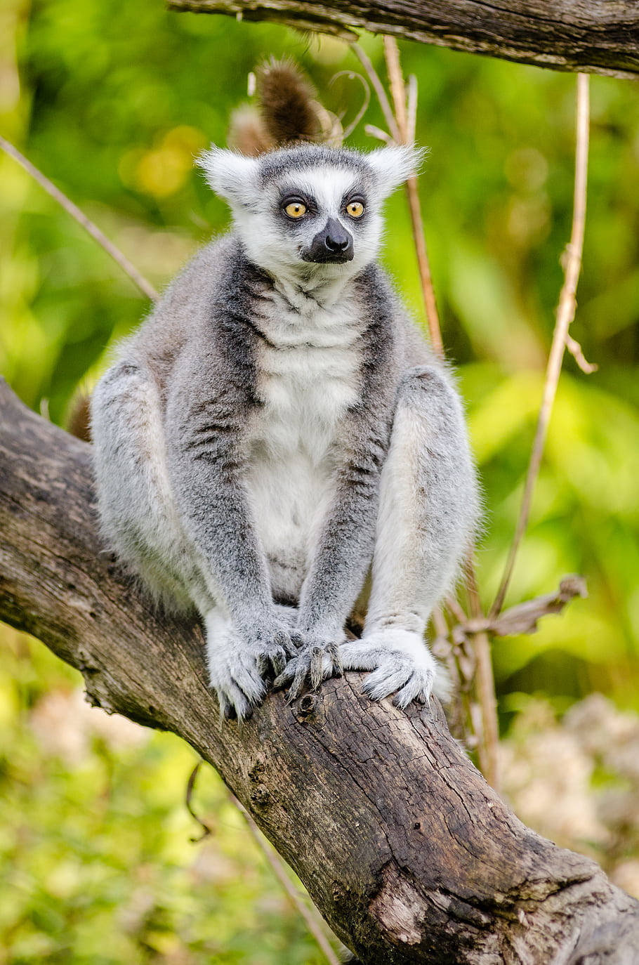 lemure dalla coda ad anelli, albero, carina, occhi, pelliccia, zoo, animale, Madagascar, bokeh, D7000