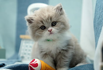 kitten, british Longhair, british Shorthair, lilac, lilac-white, cat Child, cat, domestic Animal