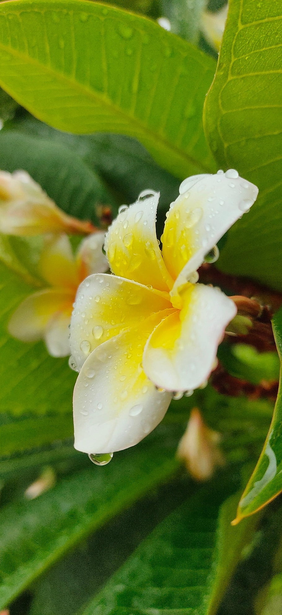 plumeria, flower, blossom, nature, frangipani, bloom, botany, petals, trees, company