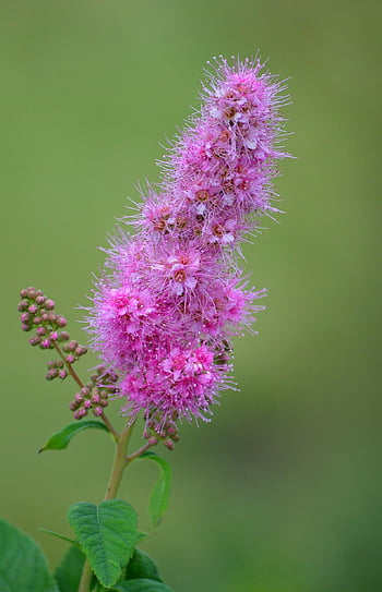 spirea, beautiful Flowers, flower, plant, rose Spirea, garden, flower Background, pink Flower, bush, flower Wallpaper, blossom
