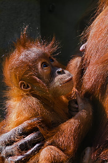 dítě, Příroda, orangutan, opice, borneo, Asie, opičí dítě, roztomilý, zvíře, ohroženy, máma