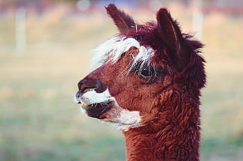 alpaca, mammal, animal, head, nature, camelids, herbivores, cattle, livestock Farming, wool, fluffy