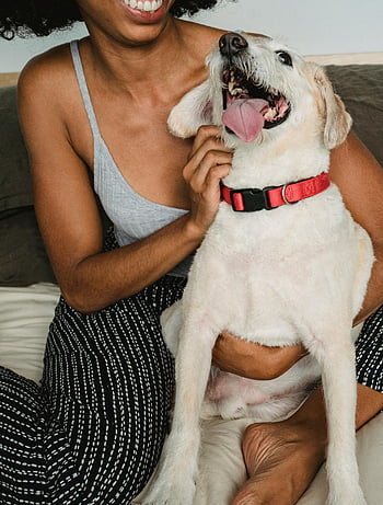 donna di colore, cane di razza, donna allegra, cane petting, cane felice, letto accogliente, legame gioioso, ambiente familiare, colletto rosso, momento giocoso, Interazione affettuosa