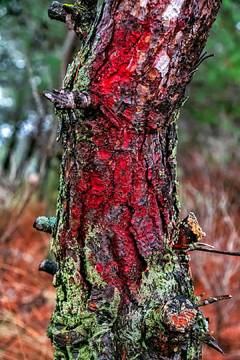träd, trunk, lav, bark, trä, skog, natur, närbild