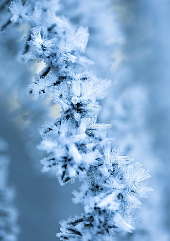 frost, ice Crystals, branch, winter, ice, frozen, nature, snow, macro, closeup, outdoors