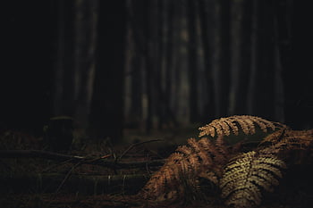 forest scene, brown fern plant, towering trees, dark atmosphere, mystery, intrigue, atmospheric forest, ferns, tree trunks, forest floor, natural setting