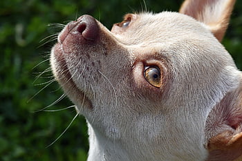 cane, natura, animale domestico, animale, chihuahua, cane domestico, canino, mammifero, carina, adorabile, ritratto