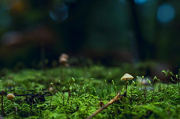 Fotografia płytka, żółty grzyb, mech, las, Zamknąć widok, bujna zieleń, Natura, lesisty teren, grzyby, fotografia makro, tło bokeh
