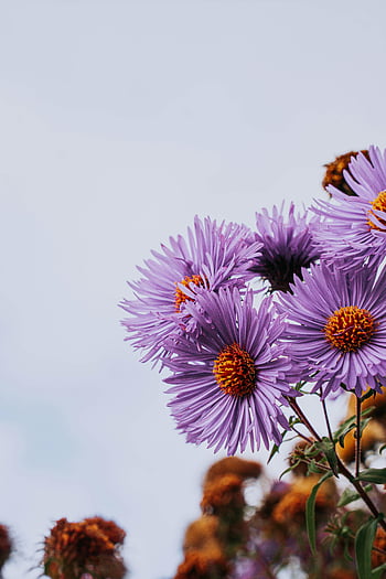 purple blooming daisies, vibrant purple aster flowers, close-up flowers, outdoor setting, blooming flowers, purple asters, outdoor flowers, vibrant flowers, purple flowers, blooming asters, outdoor asters