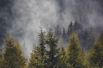 hutan pinus, pohon pinus, hutan, pinus, pohon, alam, kabut, konifer, transylvania, Rumania