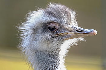 Nandu, Strauß, Vogel, Kopf, Laufvogel, Natur, Tier, flugunfähiger Vogel, großer Vogel, Tierwelt, Schnabel