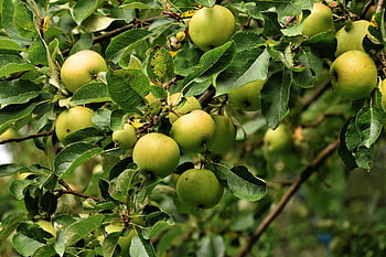 albero di mele, Mela, Famiglia delle Pomacee, frutta, albero da frutta, vitamine, ramo, albero, salutare, natura, cibo