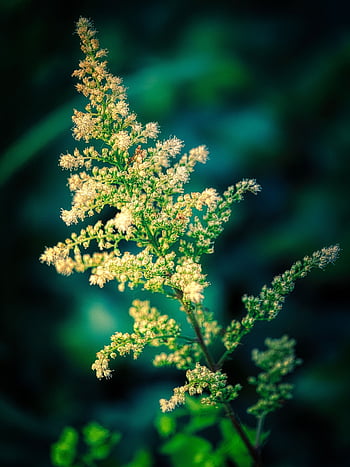 flower, botany, flower Wallpaper, astilbe, prachtspiere, beautiful Flowers, flower Background, blossom, bloom, plant, nature