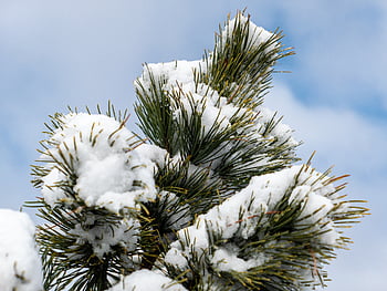 śnieg, zimowy, tło, drzewo, ścieśniać, Boże Narodzenie, las, na wolnym powietrzu, płatek śniegu, igła, biały